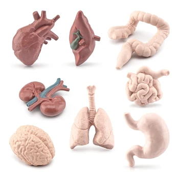 3D inimkeha Elundite Mudelite 8pcs Lapsed Montessori Õppe Aidsi meditsiinikoolis Inimese Torso Haridus-Klassi Õpetamise Rekvisiidid